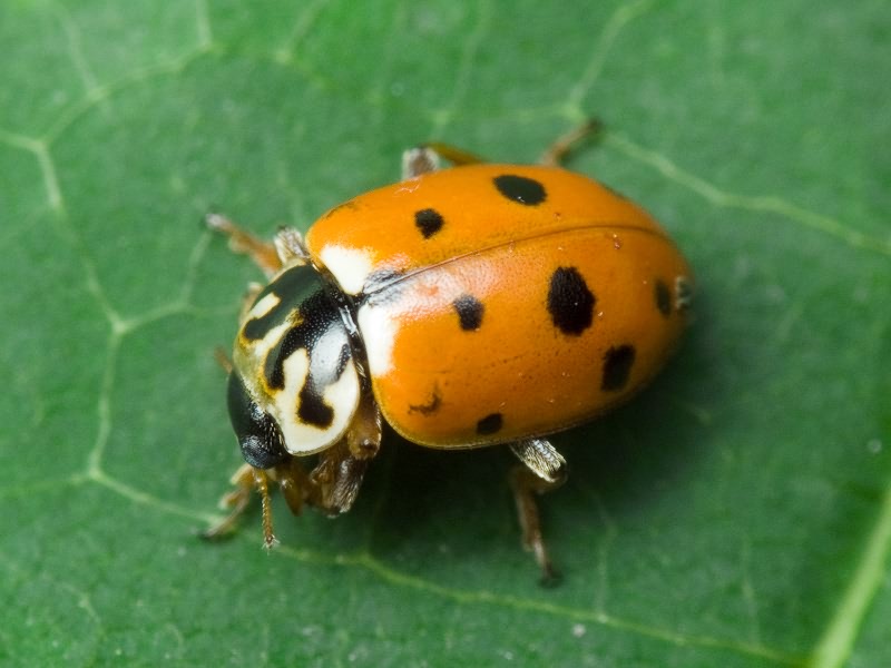 Hippodamia variegata (Goeze, 1777)